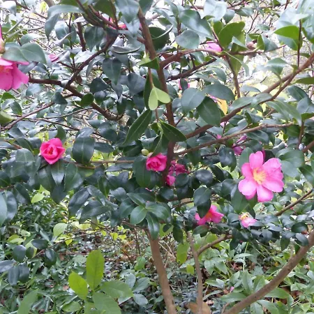 Apartmán Prinz Ole *