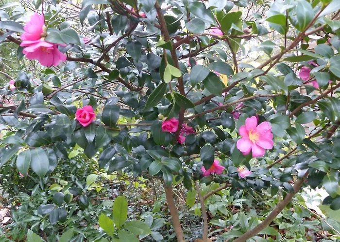 דירה Prinz Ole *